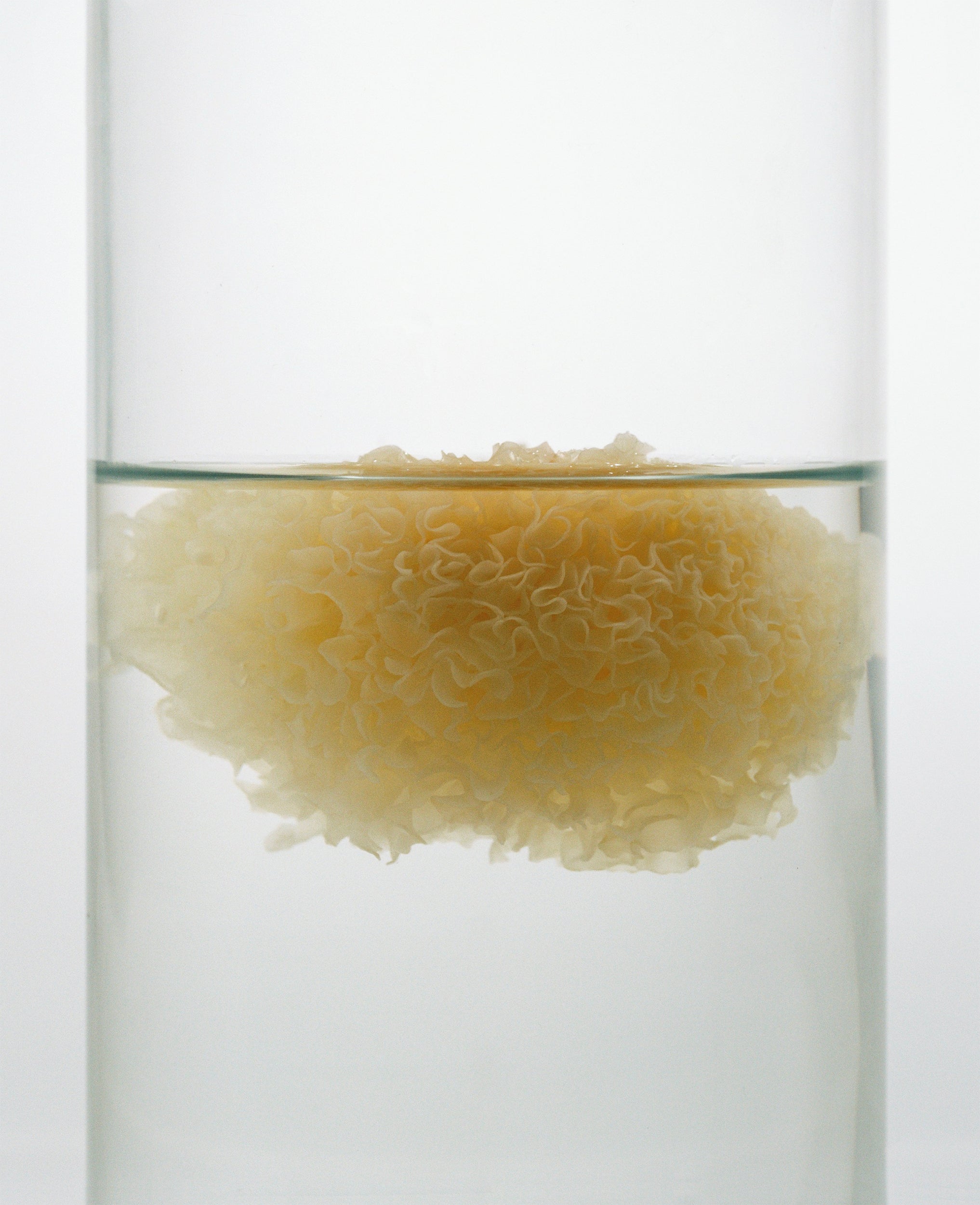 Raisi Hydrating Serum